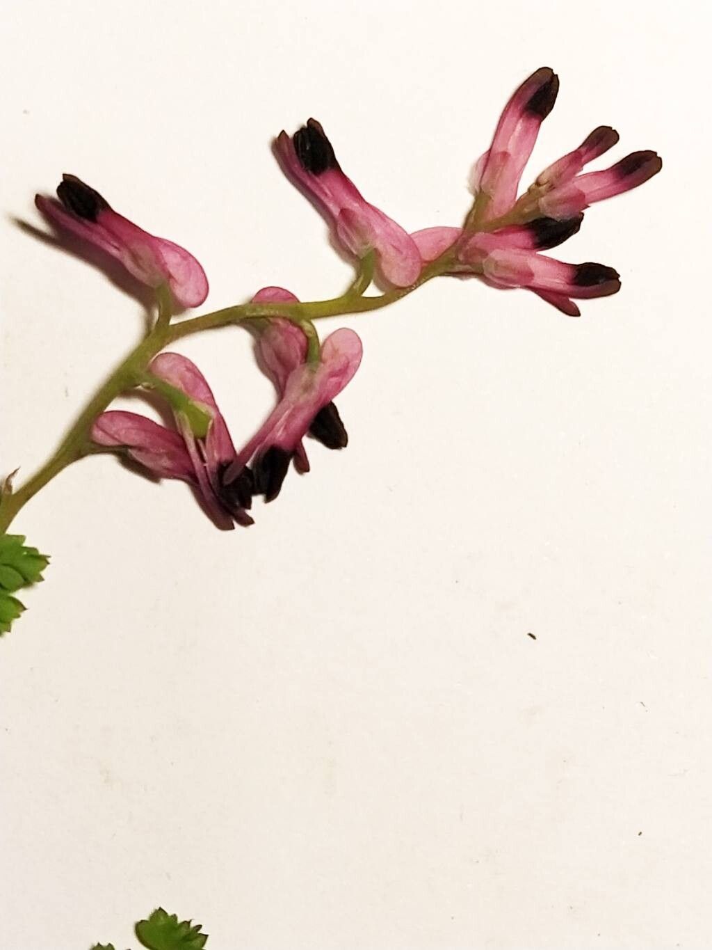 Fumaria reuteri flower