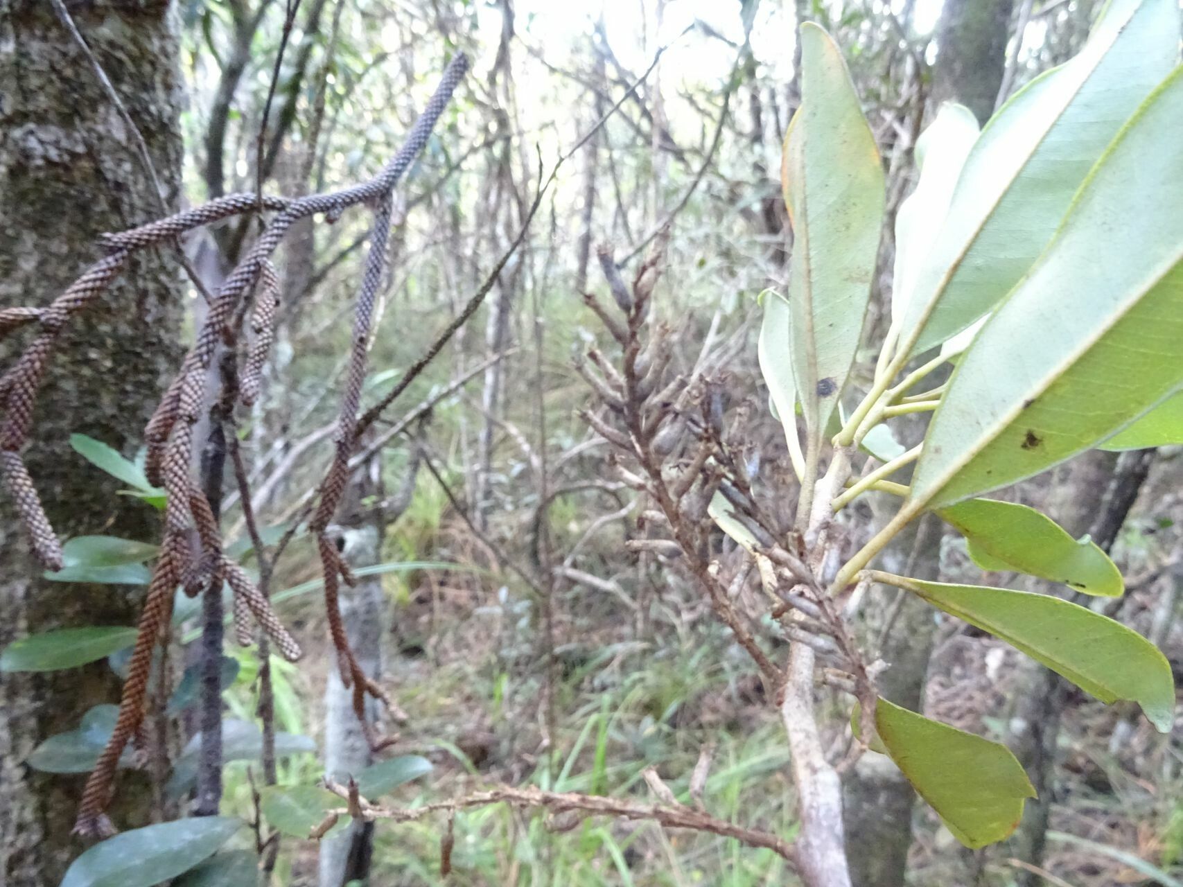 Quintinia minor habit