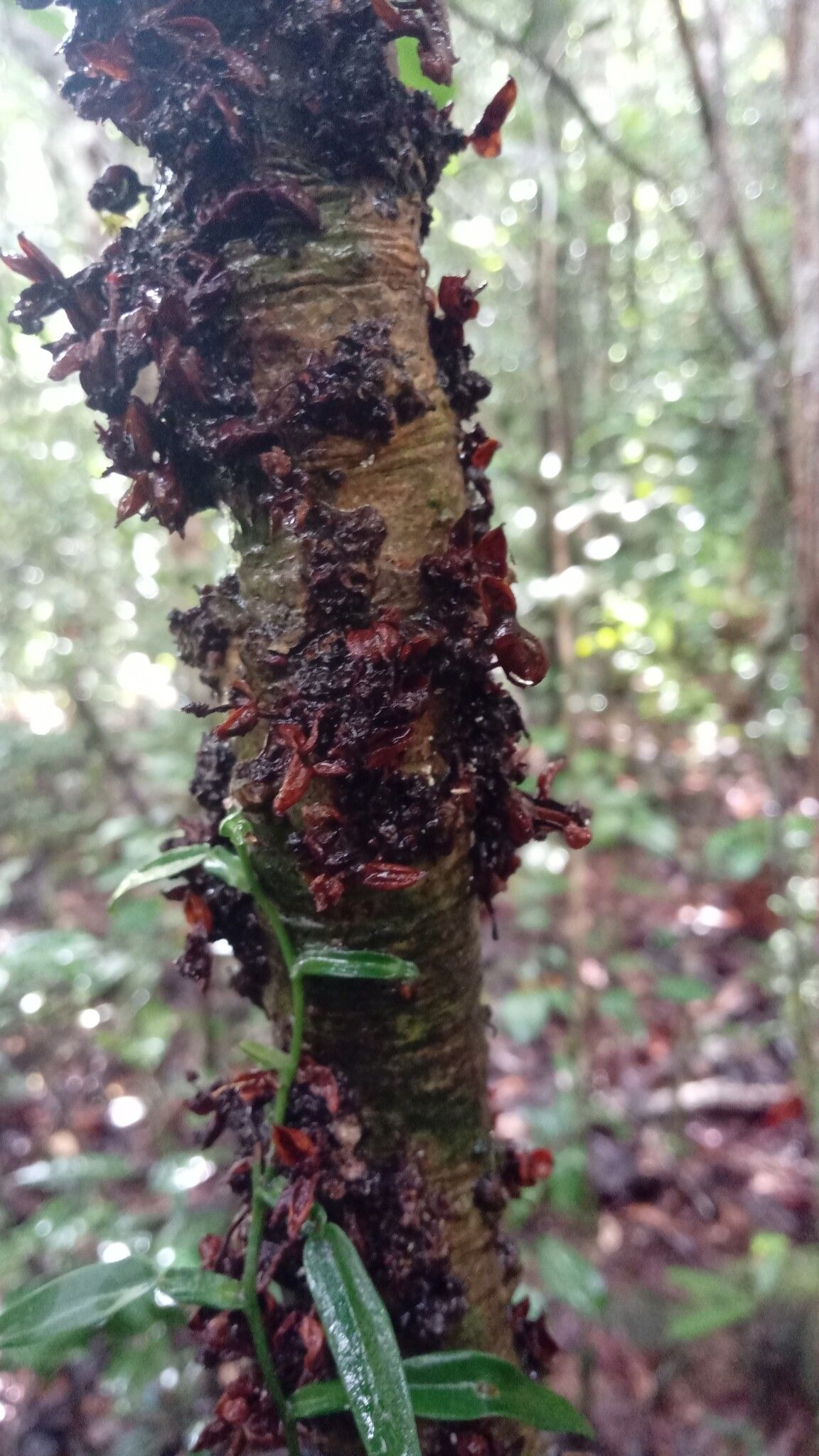 Vepris leandriana bark