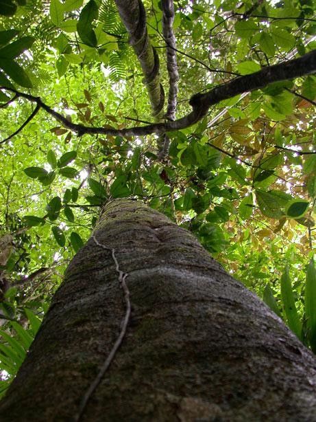 Rauvolfia purpurascens bark