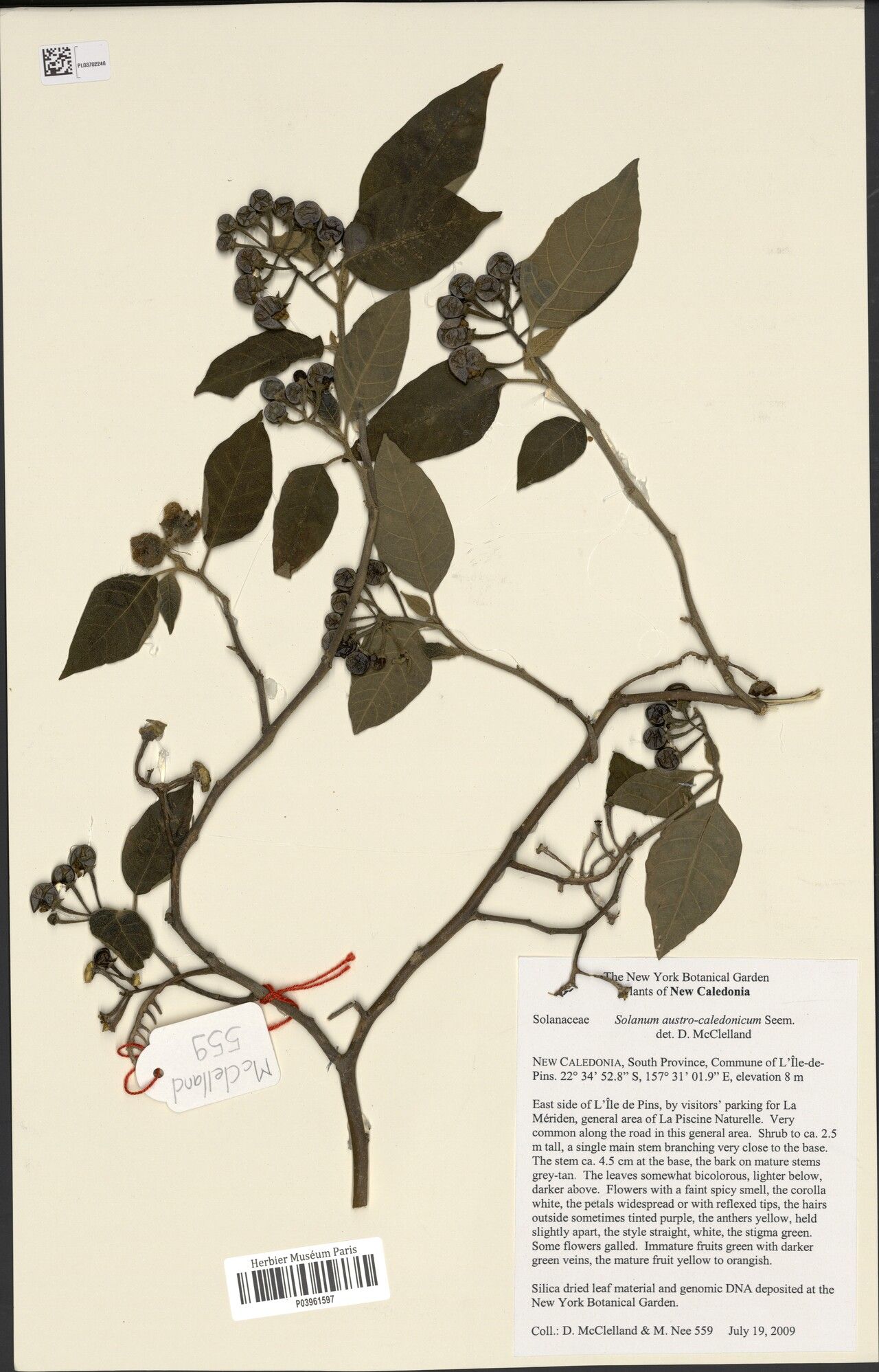 Solanum austrocaledonicum — houseplant care guide