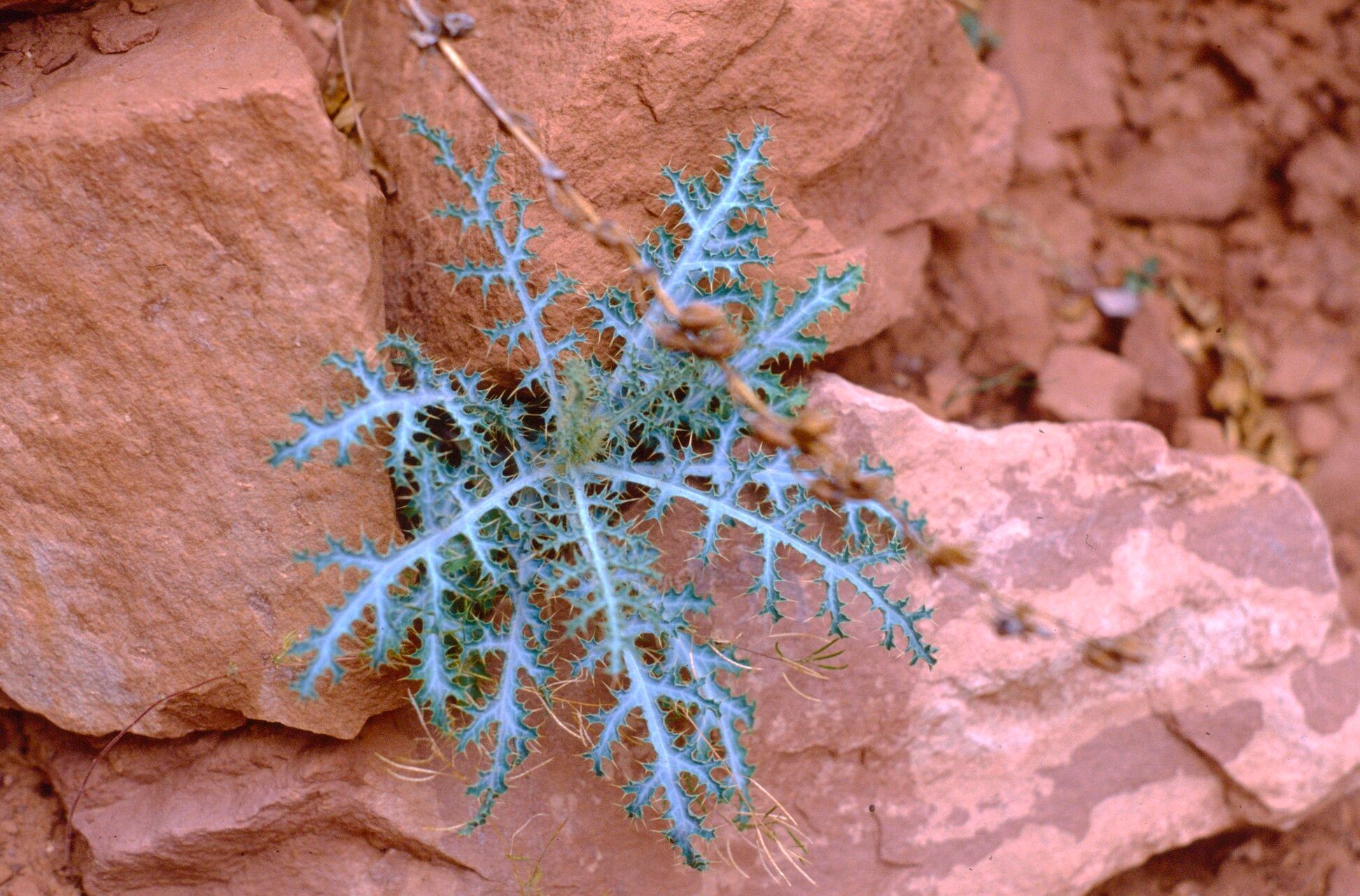 Argemone arizonica — related species from the same genus