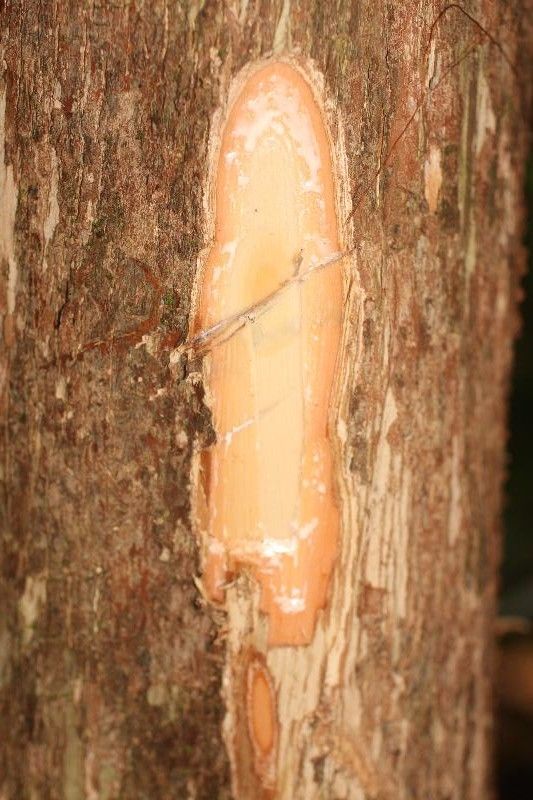 Pouteria fimbriata other