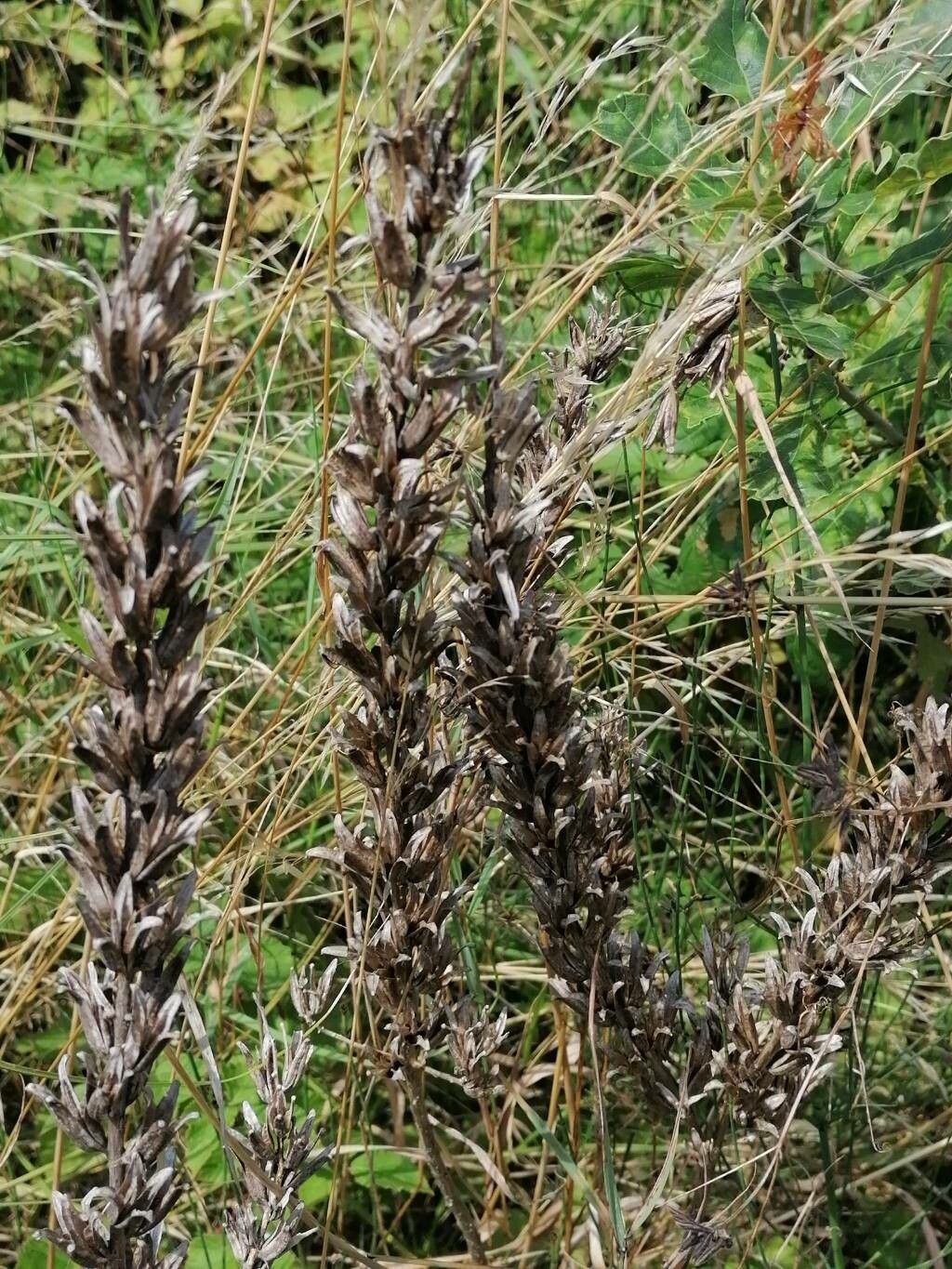 Oenothera × fallax fruit