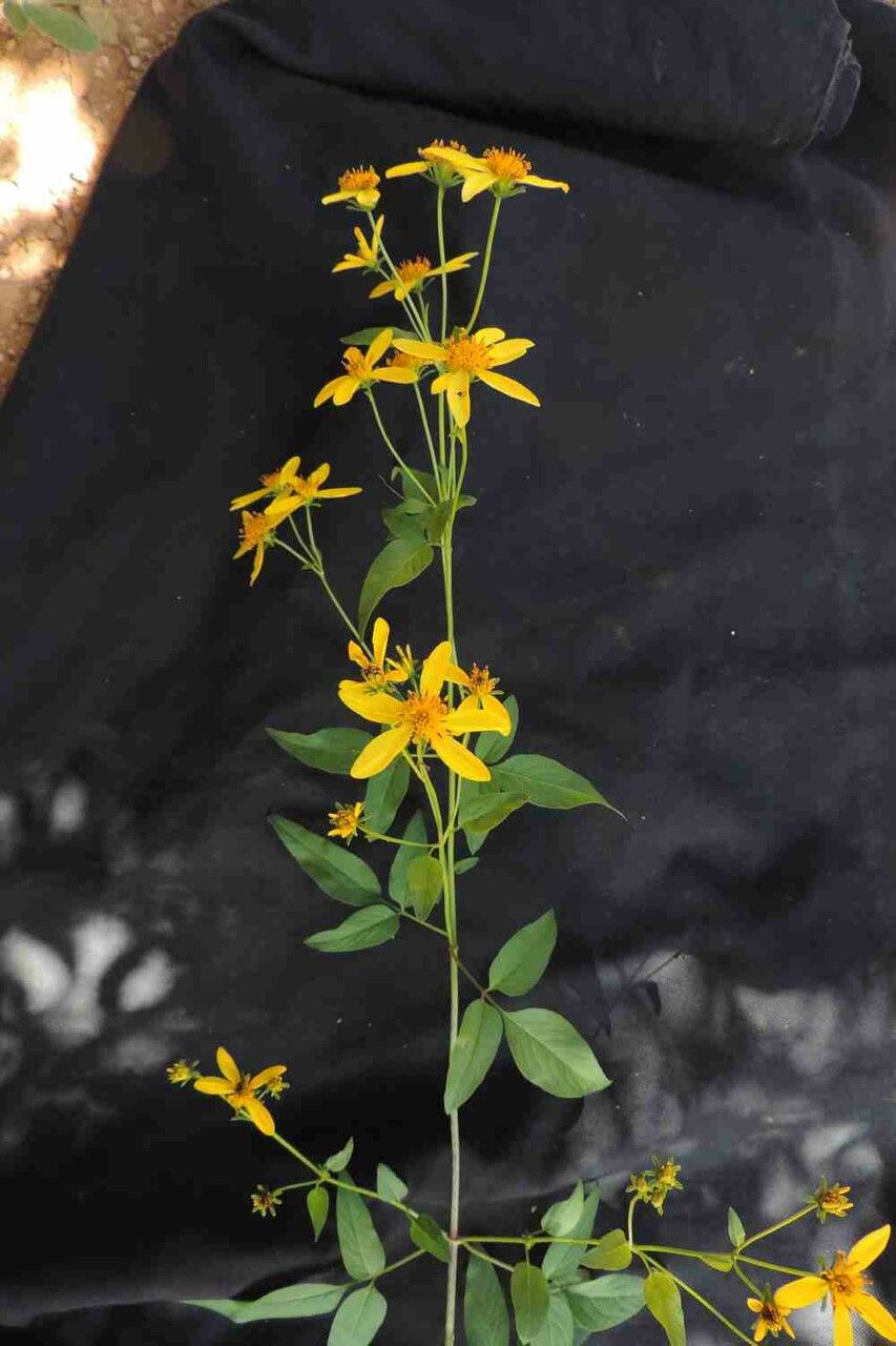 Bidens segetum — search result for 'Bidens'