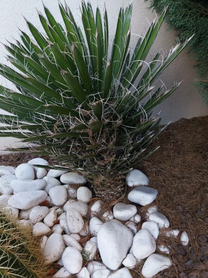 Yucca decipiens — search result for 'Yucca'