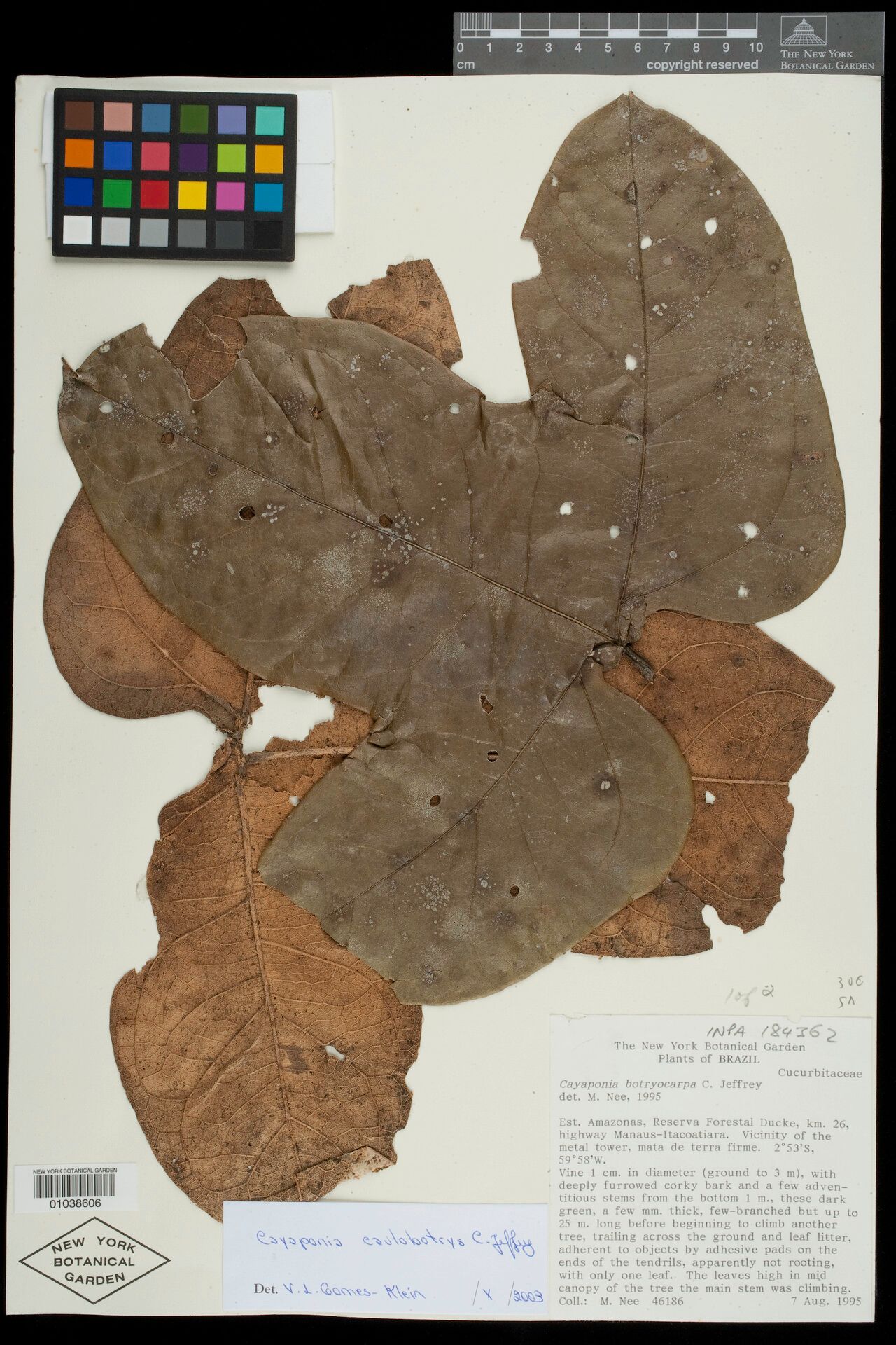 Cayaponia caulobotrys — houseplant care guide