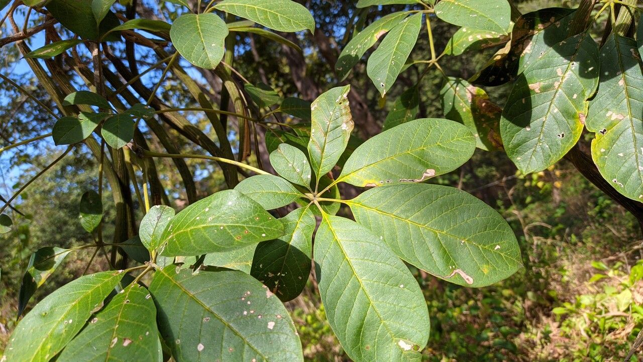 Godmania aesculifolia leaf