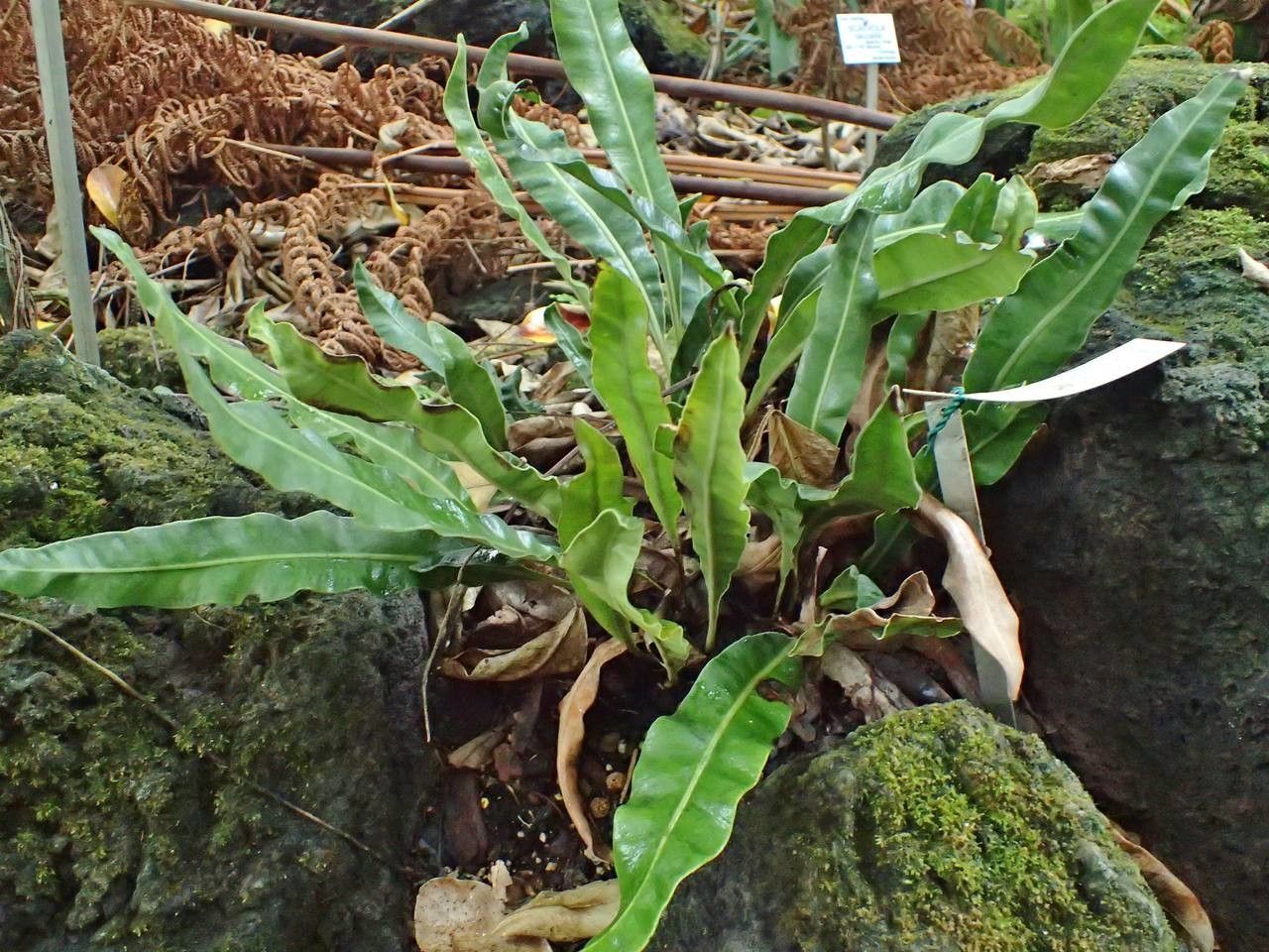 Elaphoglossum lepervanchii habit
