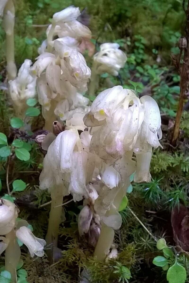 Monotropa hypopitys