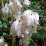 Monotropa hypopitys