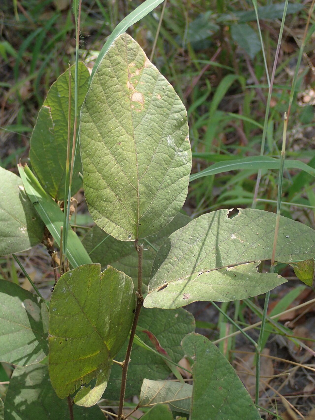 Desmodium velutinum — search result for 'Desmodium'