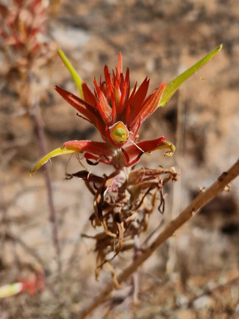 Castilleja linariifolia flower