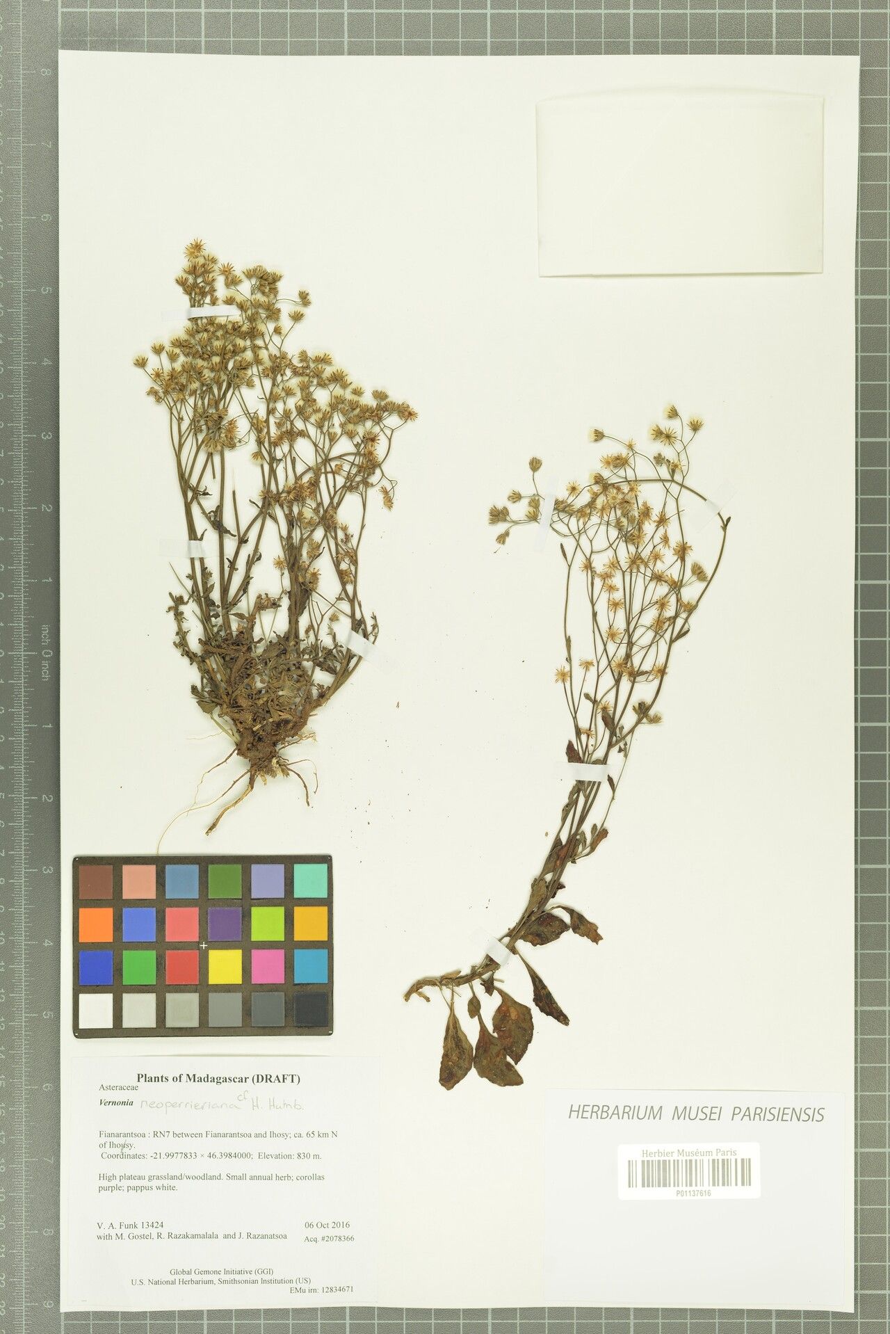 Vernonia neoperrieriana — houseplant care guide