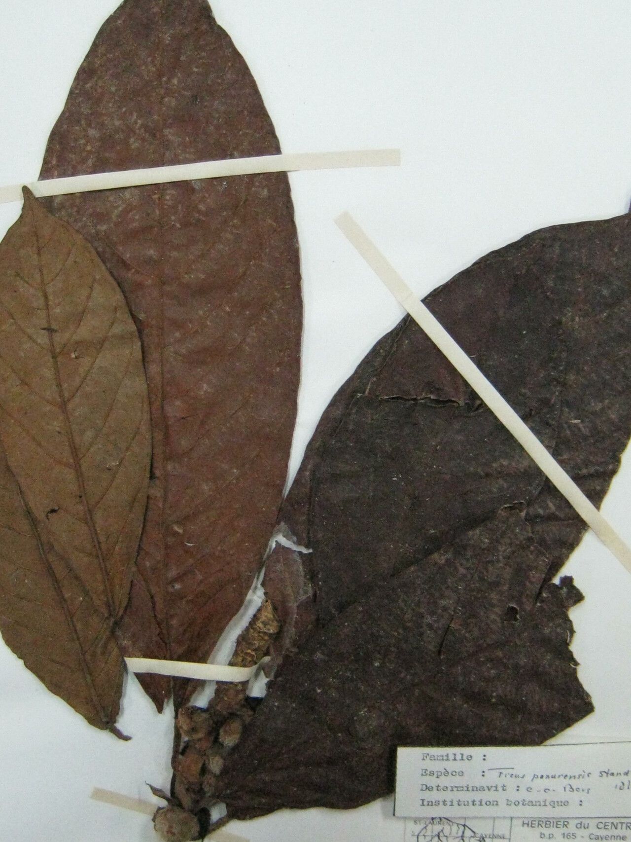 Ficus panurensis other