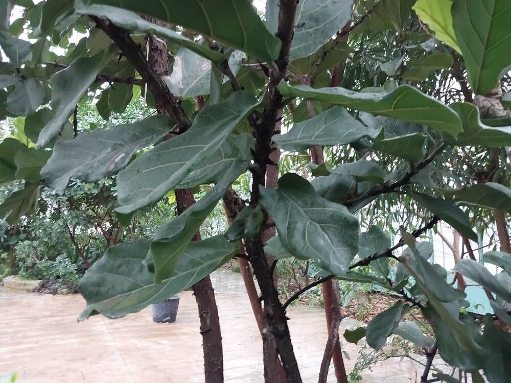 Ficus platypoda leaf