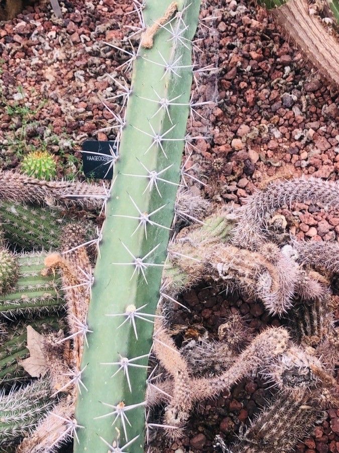 Harrisia balansae — related species from the same genus