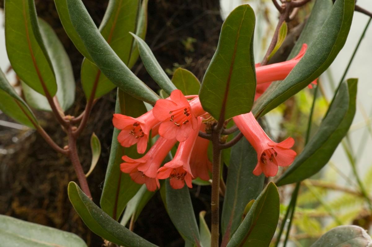 Rhododendron sojolense — houseplant care guide