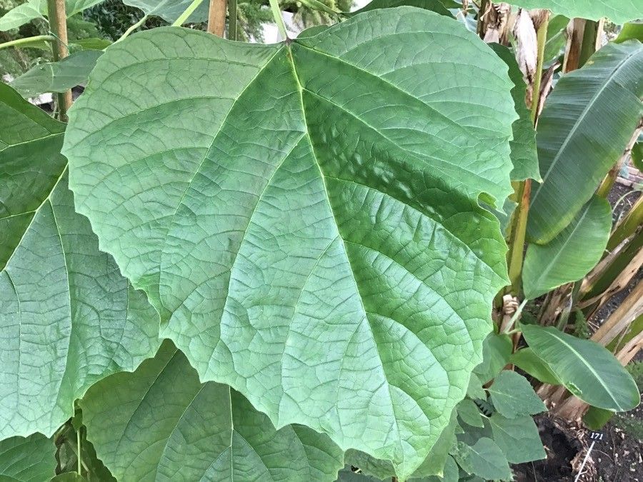 Clerodendrum chinense leaf