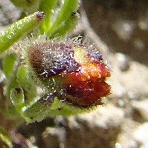 Schkuhria multiflora flower