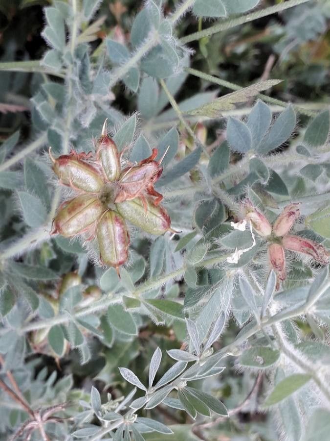 Dorycnium hirsutum fruit