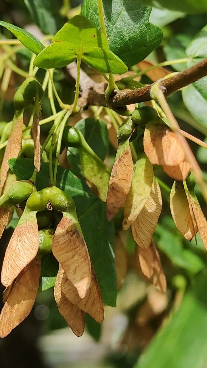 Acer monspessulanum fruit