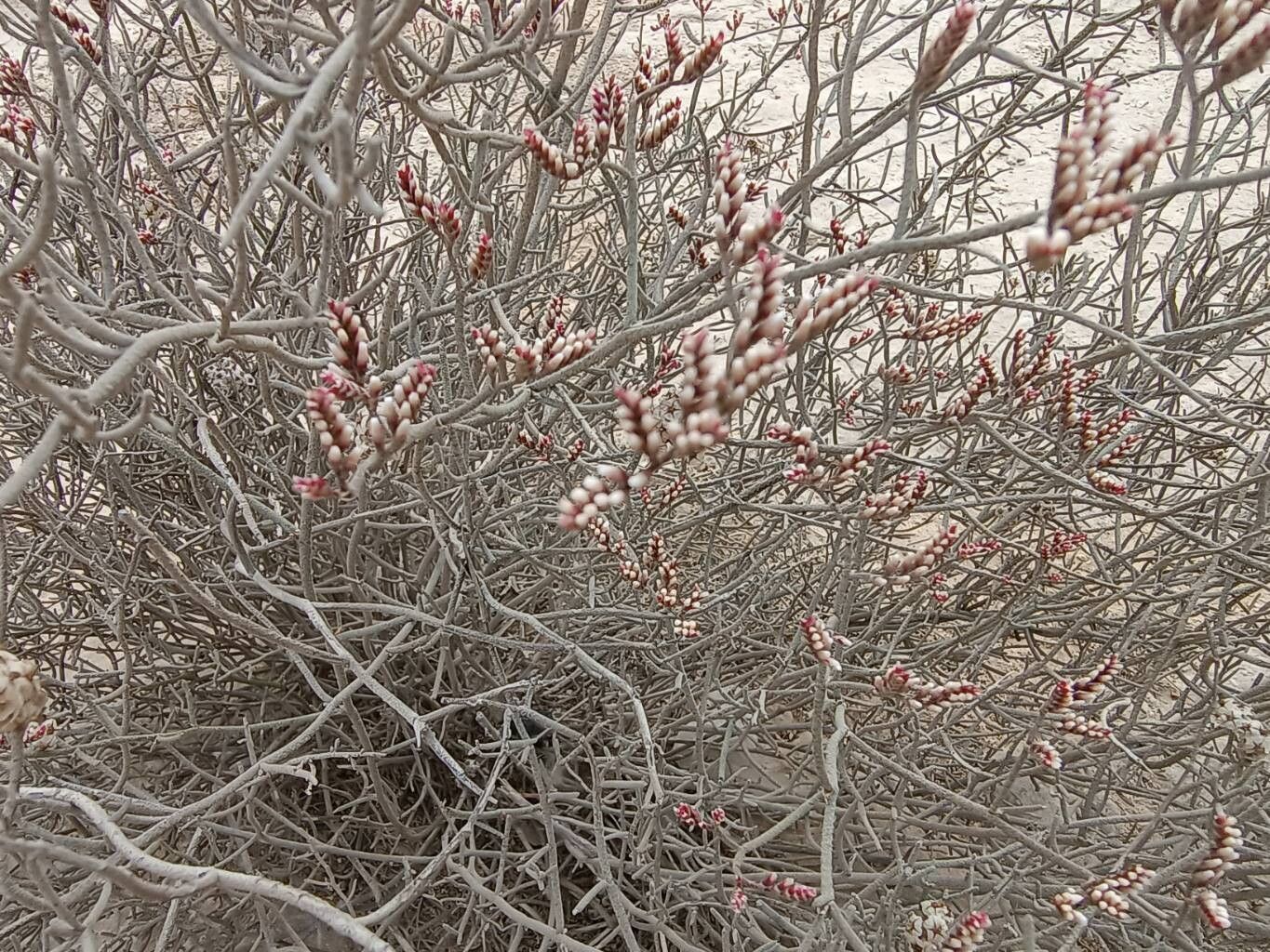 Limonium pruinosum — houseplant care guide