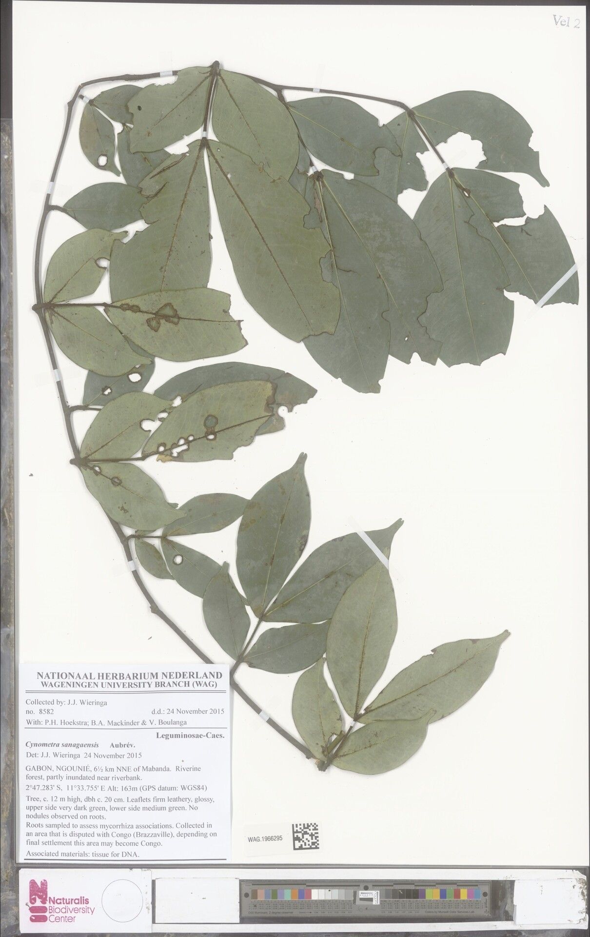 Cynometra sanagaensis — houseplant care guide