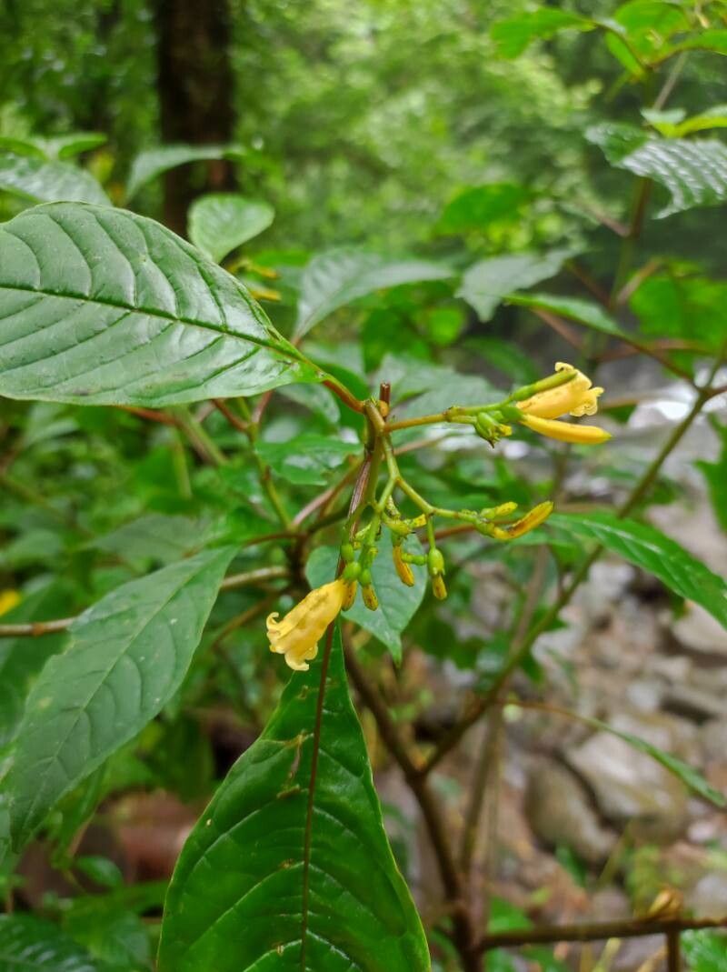 Hamelia axillaris flower