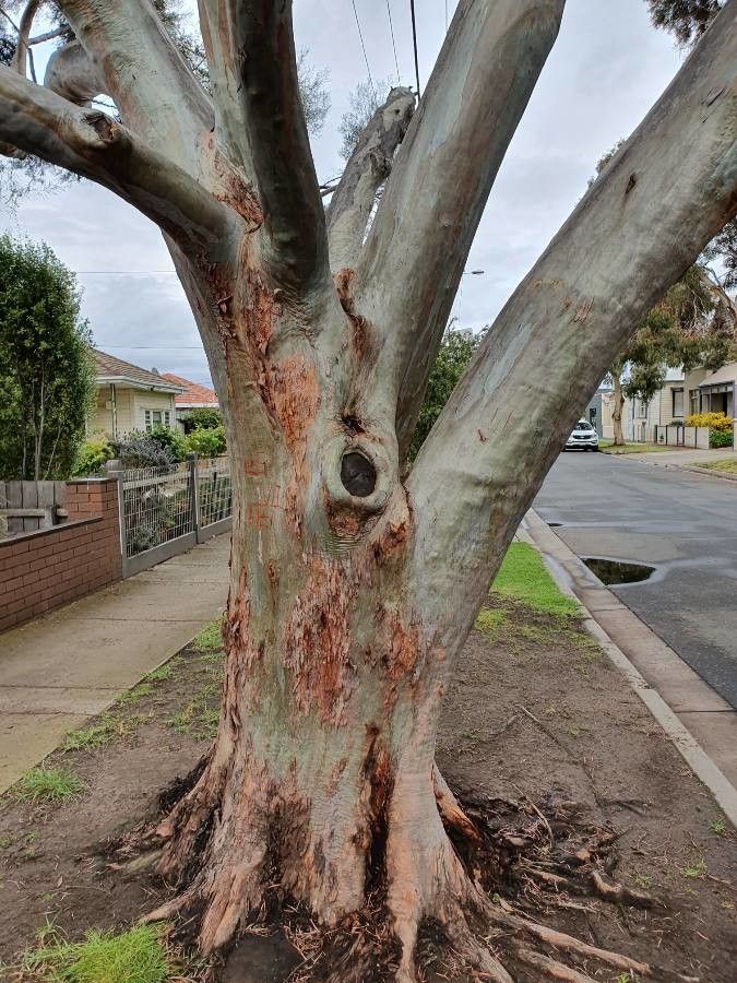 Eucalyptus spathulata bark