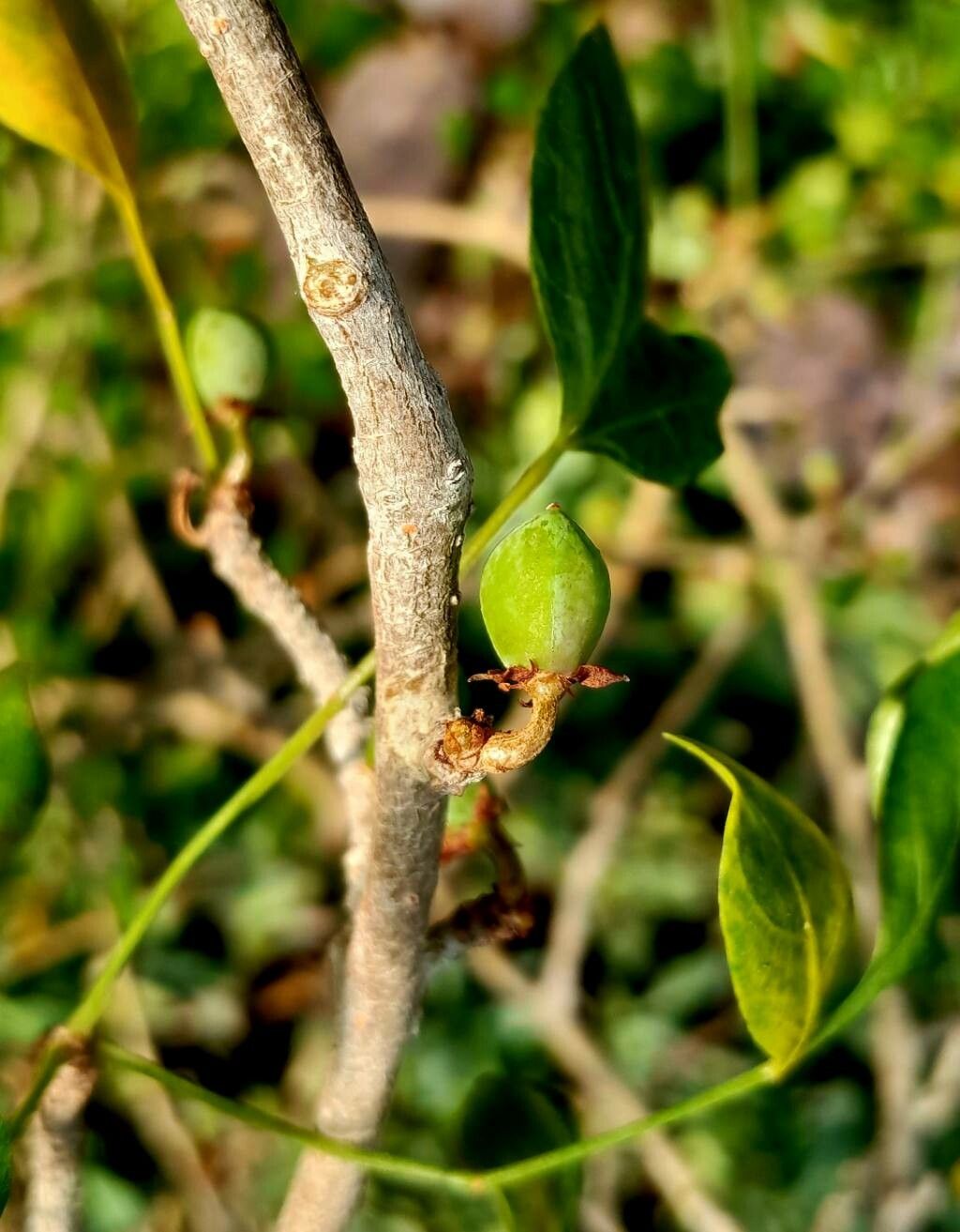 Commiphora dulcis flower