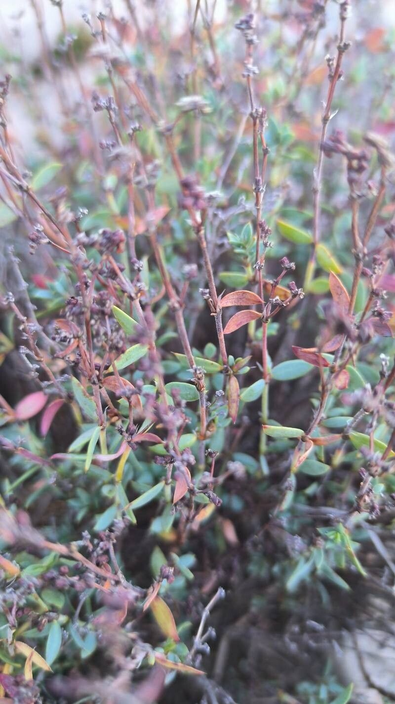 Paronychia suffruticosa — houseplant care guide