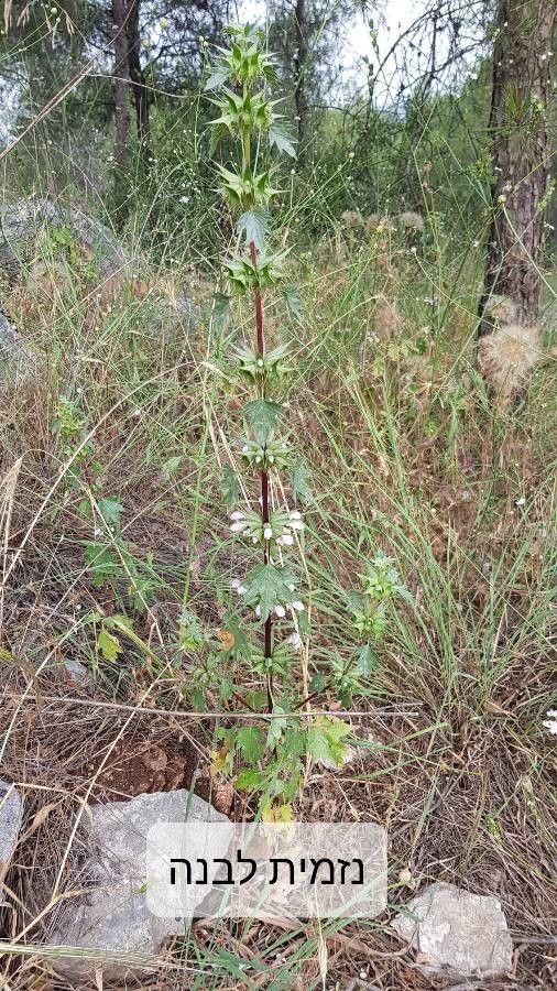 Lamium moschatum habit