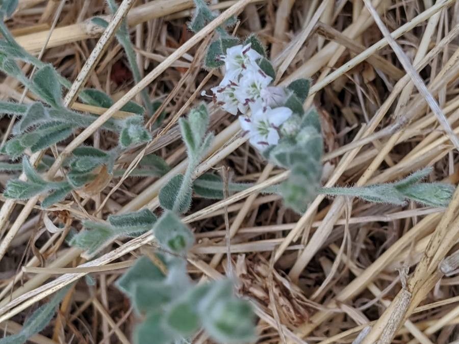 Cressa truxillensis flower