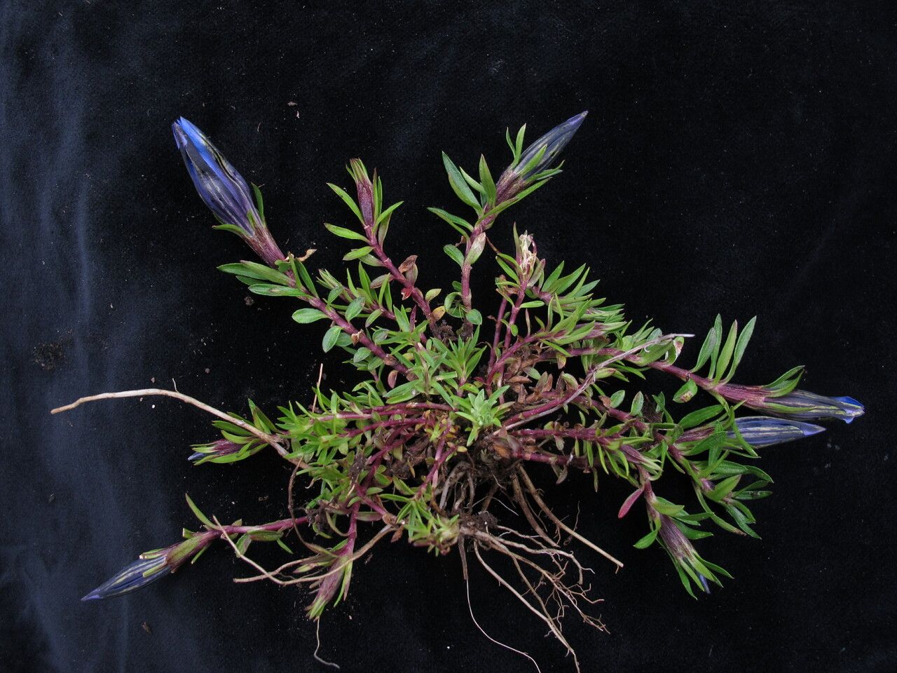 Gentiana obconica habit