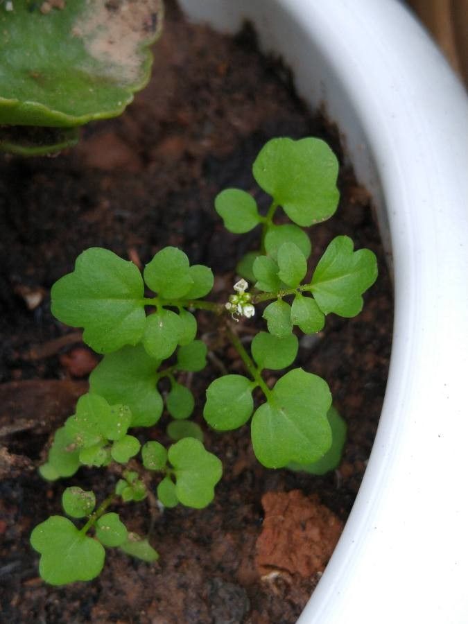 Cardamine bonariensis — search result for 'Cardamine'