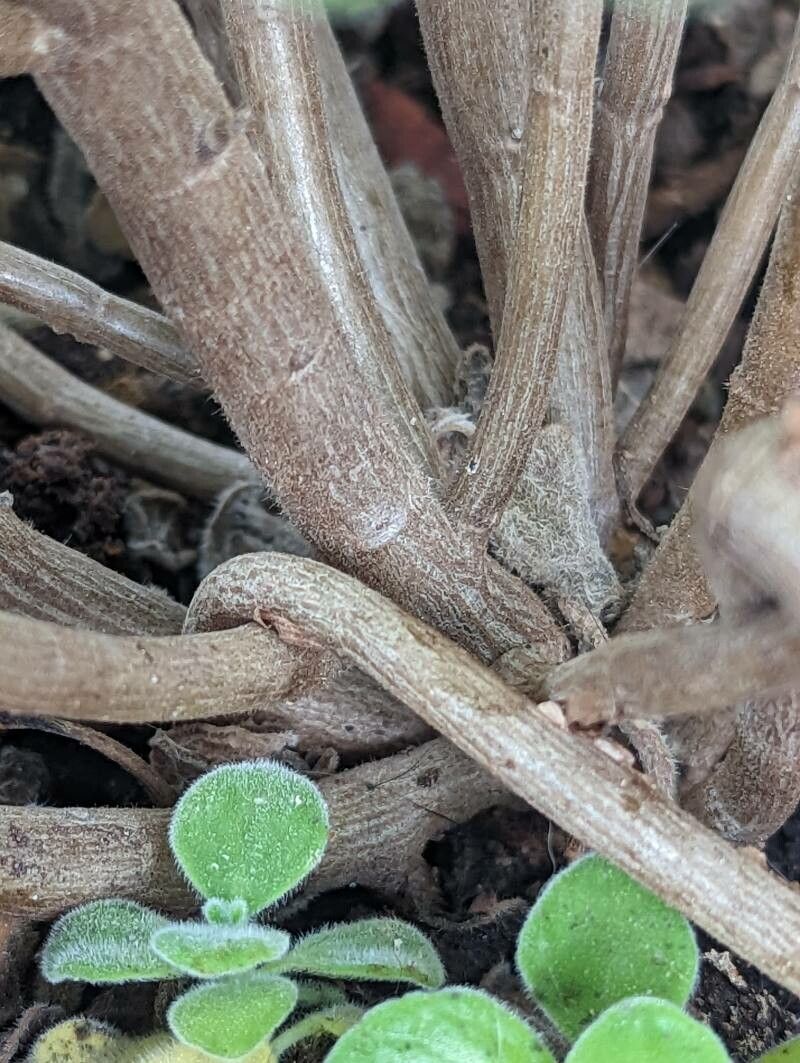 Plectranthus hadiensis bark