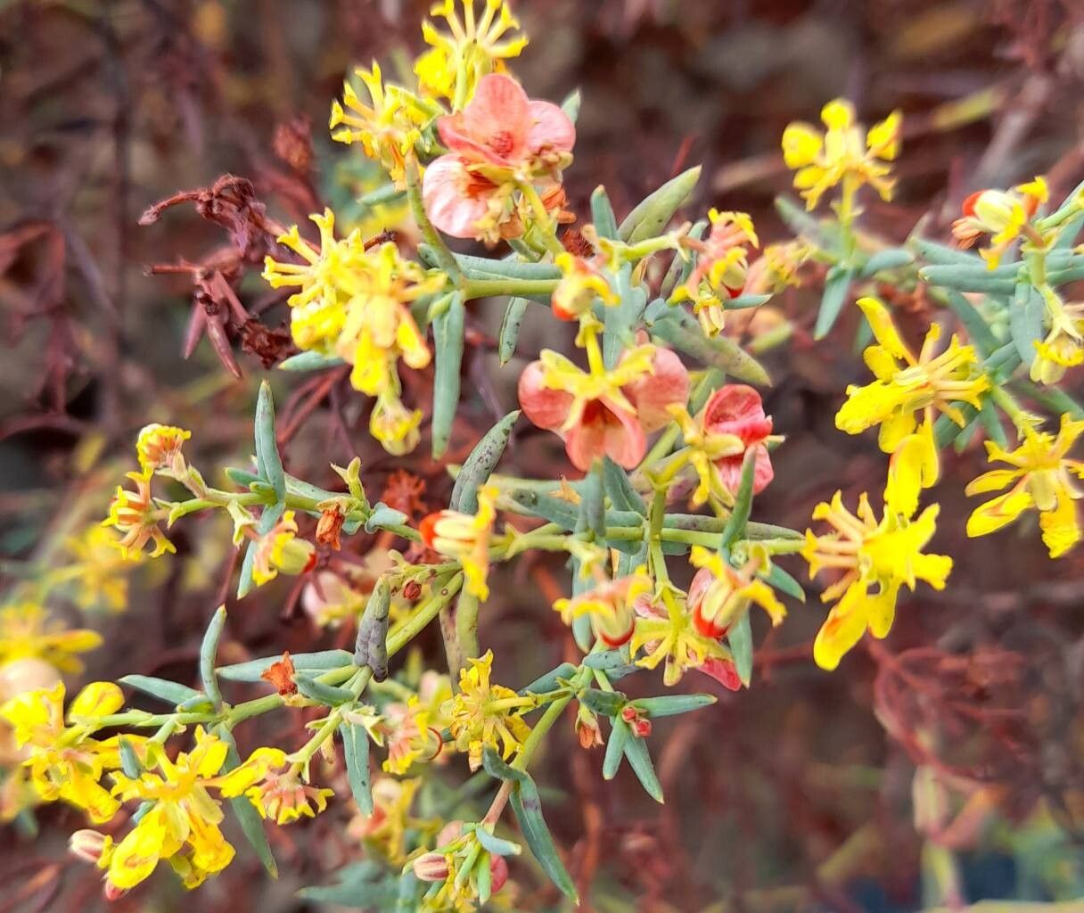Dinemandra ericoides habit