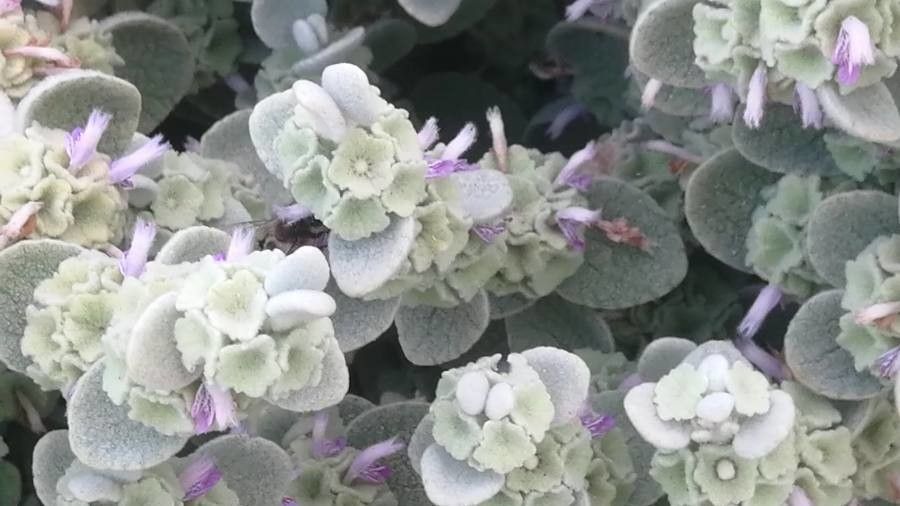 Ballota pseudodictamnus flower