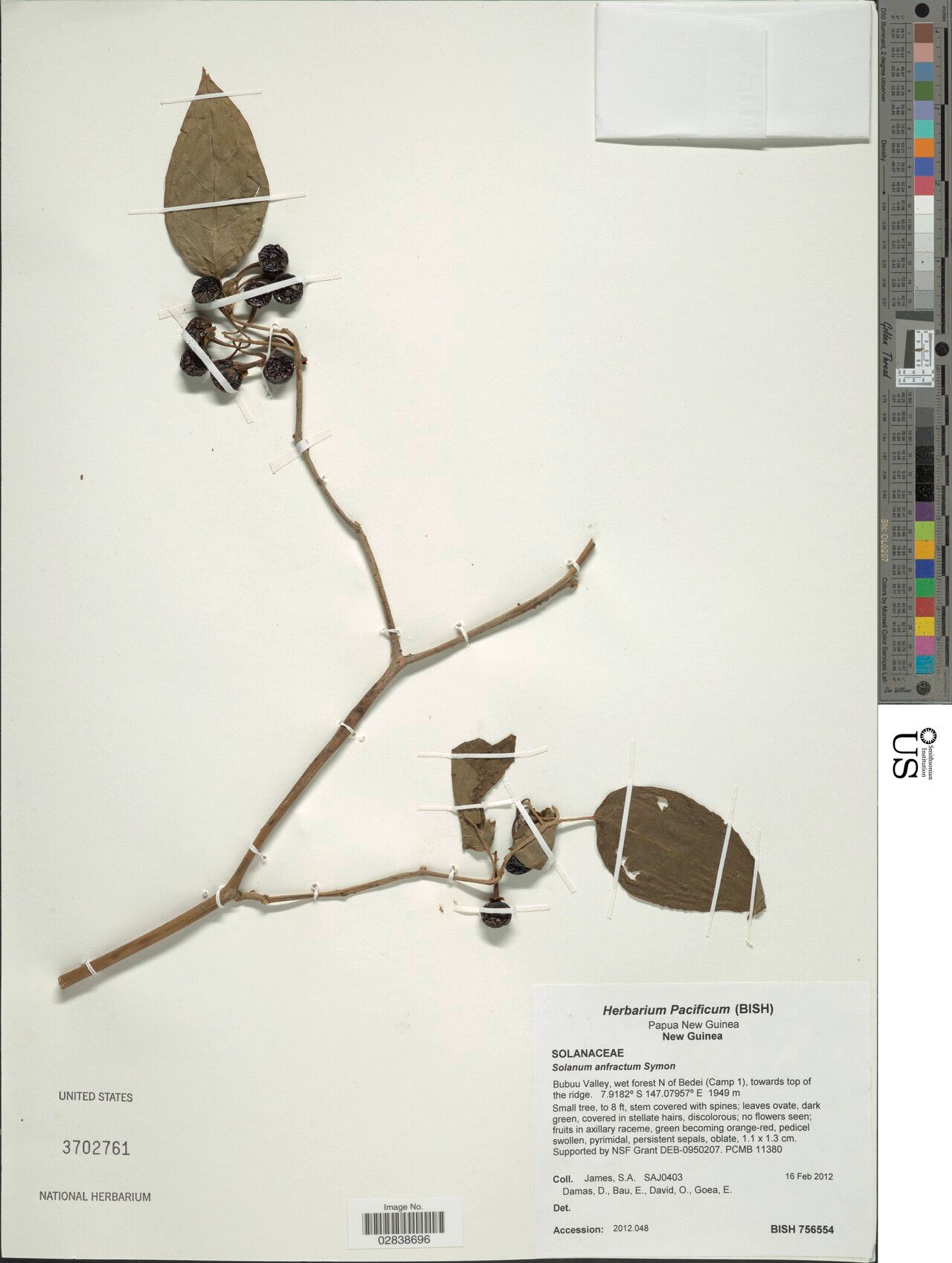Solanum anfractum — houseplant care guide