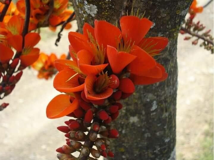 Erythrina edulis flower