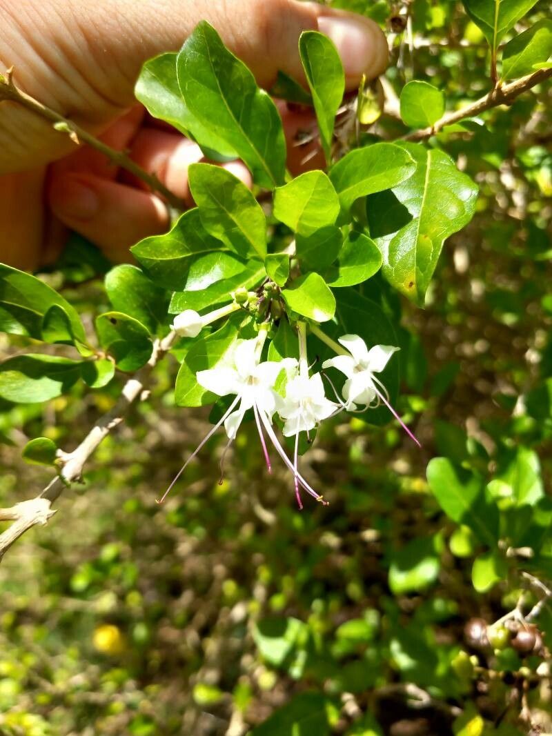 Volkameria aculeata flower