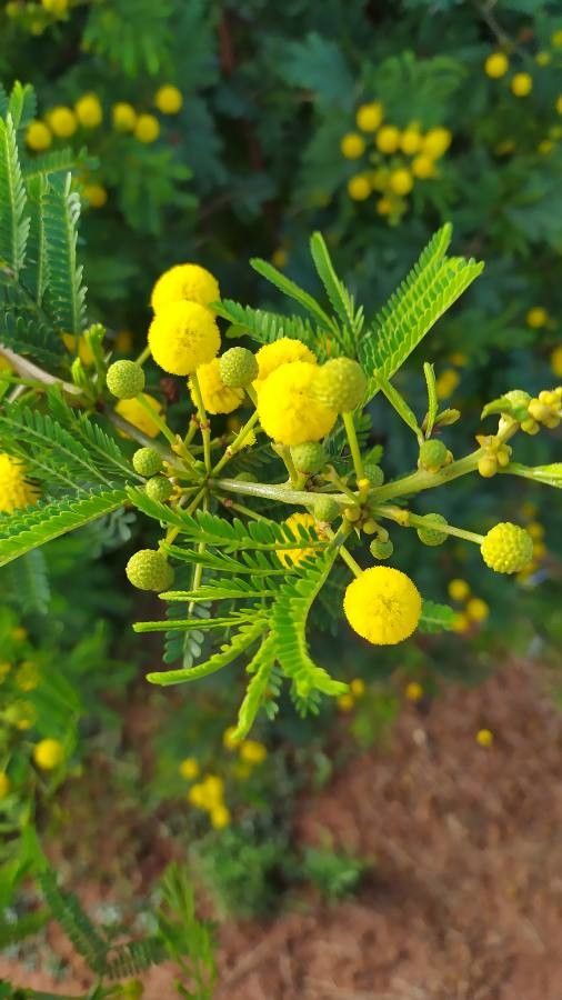 Vachellia nilotica flower