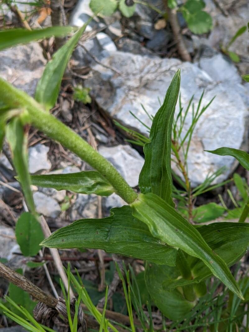 Epipactis muelleri — search result for 'Epipactis'