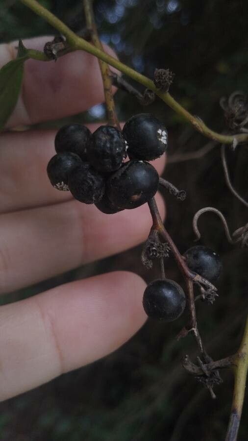 Smilax laurifolia fruit