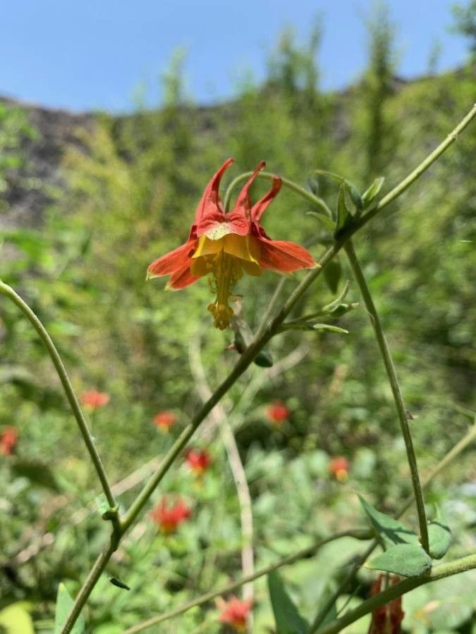 Aquilegia desertorum — search result for 'Aquilegia'
