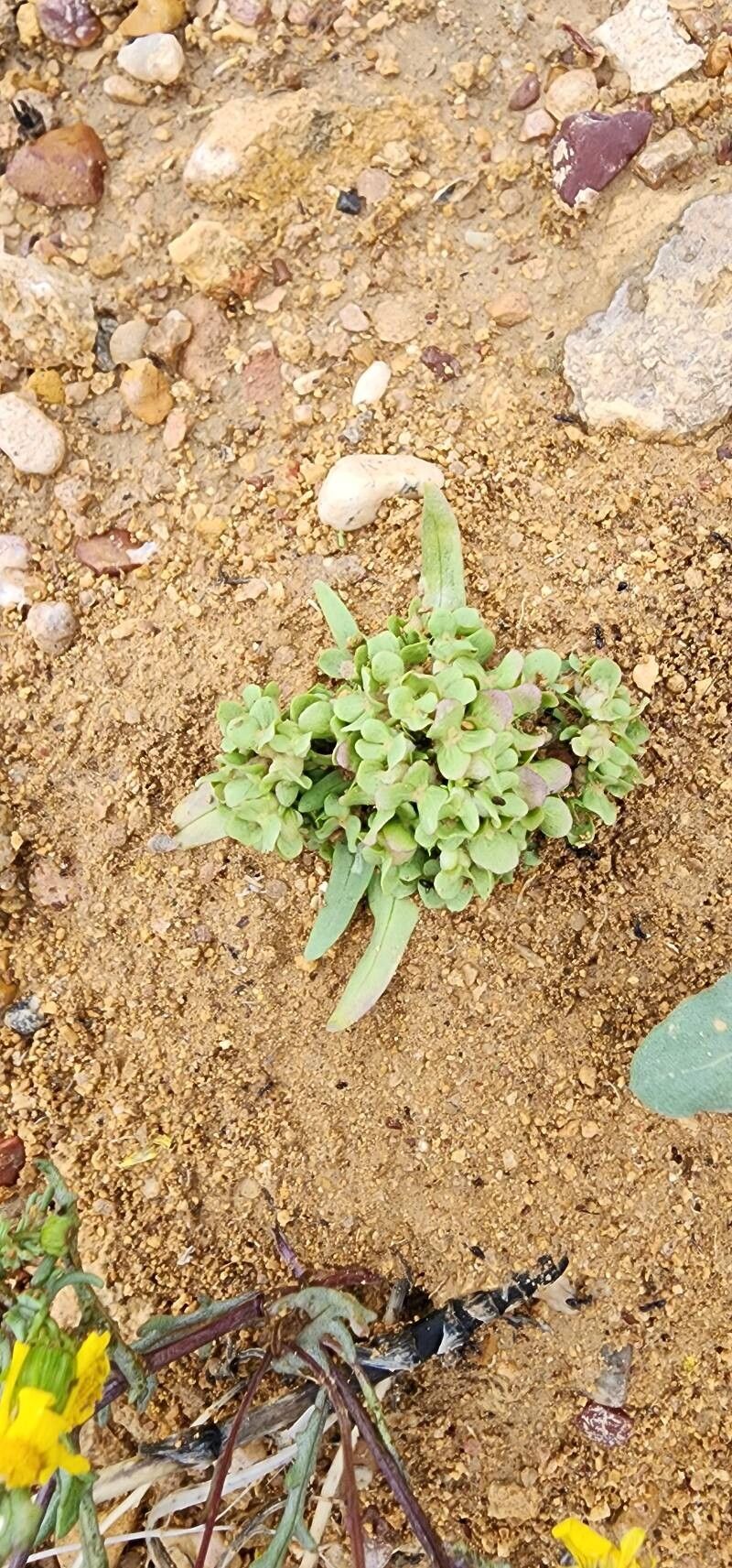 Valerianella leiocarpa habit