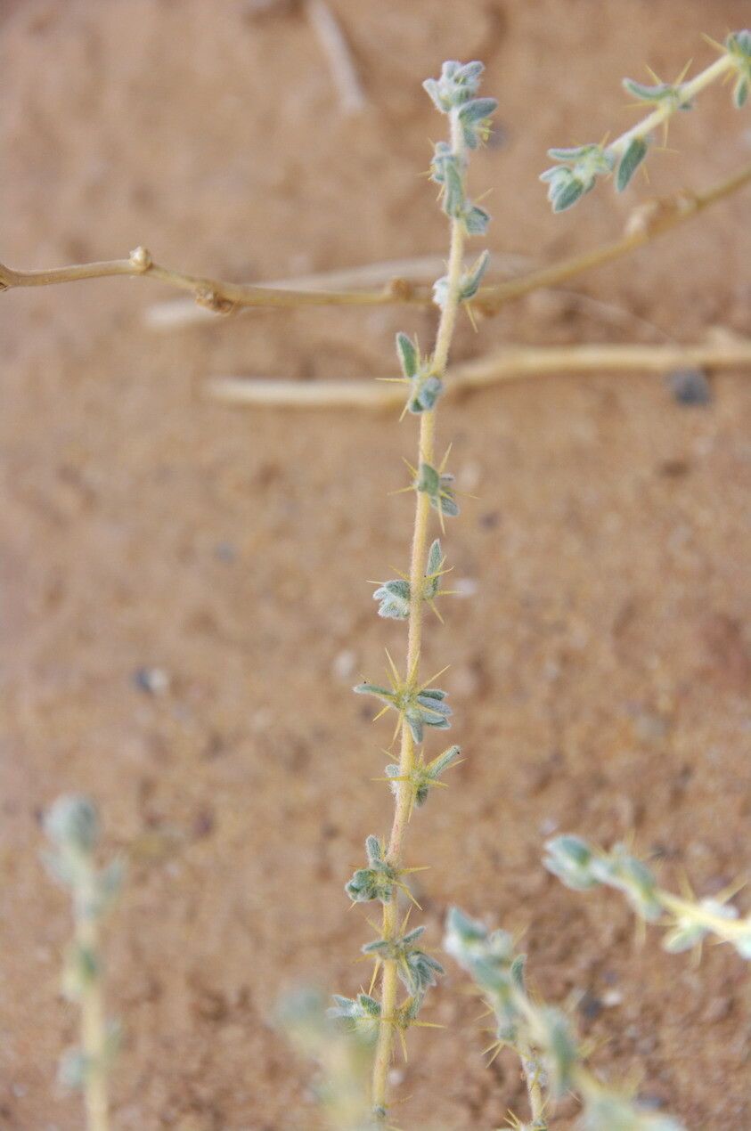 Bassia muricata other