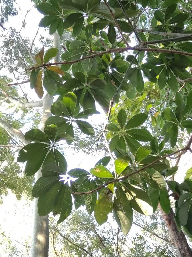 Pseudobombax grandiflorum — related species from the same genus