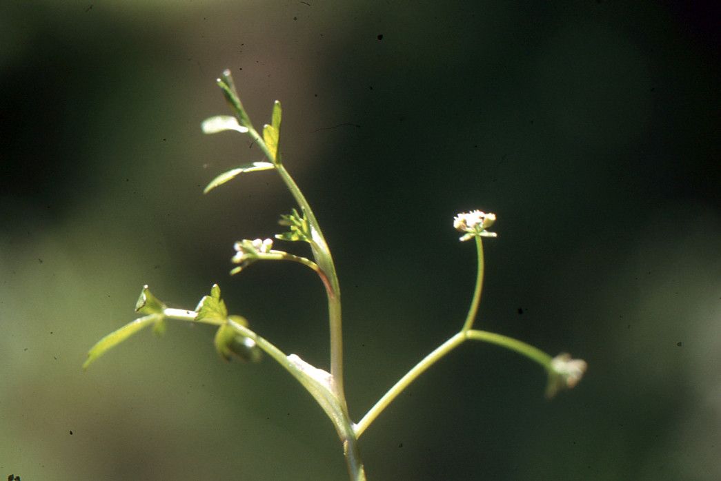 Helosciadium inundatum habit
